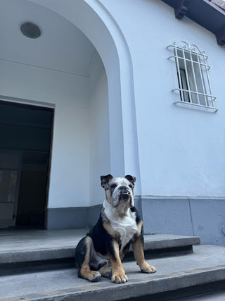 CASA NUVÓ: El nuevo hotspot para eventos pet-friendly en la ciudad