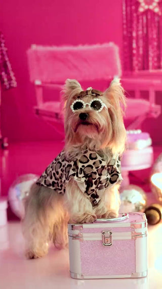 WILD GLAM: la nueva colección de Zsa Zsa World que nació para brillar