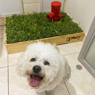 MUAUBOX DELUXE L — Sanitario Natural para Mascotas (81x53 cm)