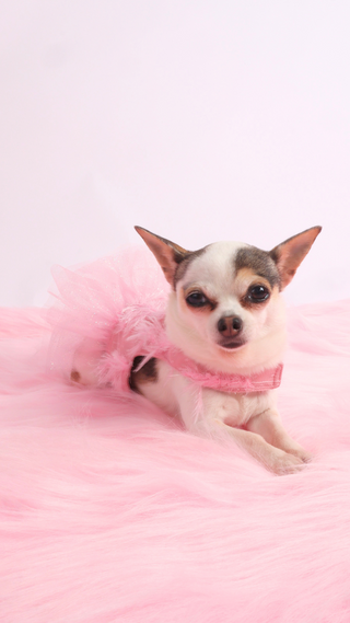 Vestido Pink Feathers