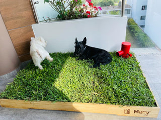 Griffo MUAU – Marcador de Orina para Perros (Accesorio para MUAUBOX)